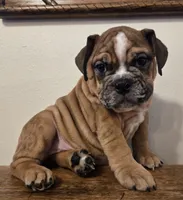 processed/85376ef9-f9d2-44fd-85a5-e7d8017d663c/listing/11501b5c-887c-4632-9543-32c335810b26/35636d43-6820-427e-90f0-bac8a7067ce2