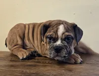 processed/85376ef9-f9d2-44fd-85a5-e7d8017d663c/listing/11501b5c-887c-4632-9543-32c335810b26/3c75a01a-b0a5-43c4-8ff6-5812107085b7