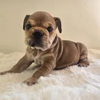 Quincy, a female English Bulldog for sale in Eaton, CO – 10 of 10