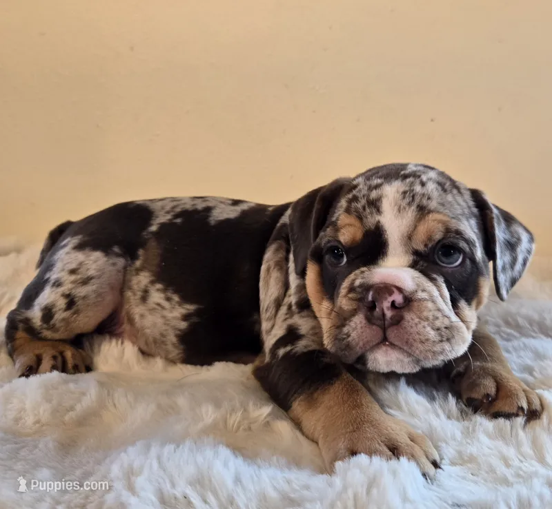 Hugh – English Bulldog puppy for sale in Eaton, CO