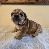 Diesel, a male English Bulldog for sale in Eaton, CO – 2 of 10