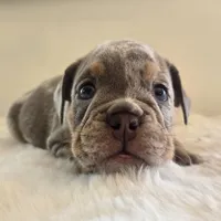 Chanel, a female English Bulldog for sale in Eaton, CO – 6 of 10