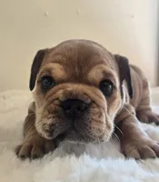 Quincy, a female English Bulldog for sale in Eaton, CO – 5 of 10