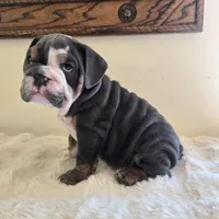 Robert, a male English Bulldog for sale in Eaton, CO – 10 of 10