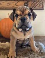 Lucky, a female English Bulldog for sale in Eaton, CO – 3 of 10