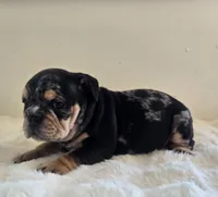 Fancy, a female English Bulldog for sale in Eaton, CO – 3 of 10