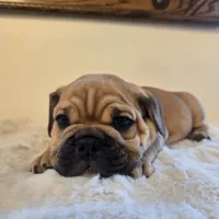 Max, a female English Bulldog for sale in Eaton, CO – 4 of 10
