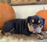 Wilson, a male English Bulldog for sale in Eaton, CO – 8 of 10