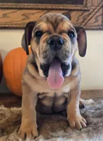 Lucky, a female English Bulldog for sale in Eaton, CO – 2 of 10