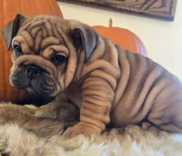 Quincy , a female English Bulldog for sale in Eaton, CO – 2 of 10