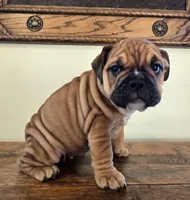 processed/85376ef9-f9d2-44fd-85a5-e7d8017d663c/listing/22b0437d-8925-4189-9040-2883325434ab/01342981-a2c5-40e2-ab85-22b522903b8a