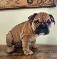 processed/85376ef9-f9d2-44fd-85a5-e7d8017d663c/listing/22b0437d-8925-4189-9040-2883325434ab/1fe7e8c4-7e50-4ae9-9e24-81ae381df7d8