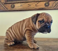 processed/85376ef9-f9d2-44fd-85a5-e7d8017d663c/listing/22b0437d-8925-4189-9040-2883325434ab/2c547c8d-aecd-45b3-9d73-1bb332cd06d2