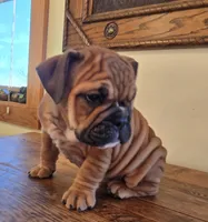 processed/85376ef9-f9d2-44fd-85a5-e7d8017d663c/listing/22b0437d-8925-4189-9040-2883325434ab/5c37c221-d52f-4610-aad7-115fd56290ce