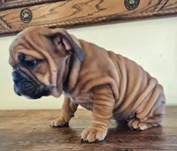 processed/85376ef9-f9d2-44fd-85a5-e7d8017d663c/listing/22b0437d-8925-4189-9040-2883325434ab/c8e83972-911d-409f-890b-3c7861bd5b04