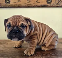 processed/85376ef9-f9d2-44fd-85a5-e7d8017d663c/listing/22b0437d-8925-4189-9040-2883325434ab/d4726609-9f2f-48c0-a590-5fabeba2eef9