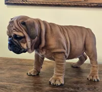 processed/85376ef9-f9d2-44fd-85a5-e7d8017d663c/listing/22b0437d-8925-4189-9040-2883325434ab/e09265a1-1343-4f9b-8a10-b4e6fdff9510