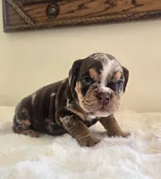 Prada, a female English Bulldog for sale in Eaton, CO – 5 of 10