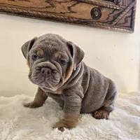 Saphora , a female English Bulldog for sale in Eaton, CO – 6 of 10