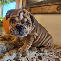 Turbo, a male English Bulldog for sale in Eaton, CO – 5 of 10