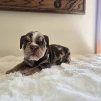 Prada, a female English Bulldog for sale in Eaton, CO – 7 of 10