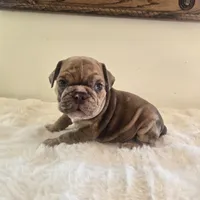 Dozer, a male English Bulldog for sale in Eaton, CO – 9 of 10