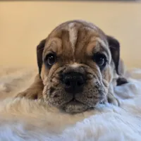 Diesel, a male English Bulldog for sale in Eaton, CO – 8 of 10