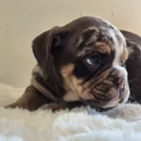 Hugh, a male English Bulldog for sale in Eaton, CO – 2 of 10