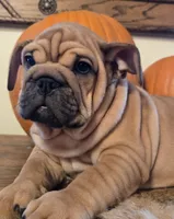 Lander, a male English Bulldog for sale in Eaton, CO – 9 of 10