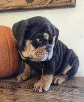 Wilson, a male English Bulldog for sale in Eaton, CO – 2 of 10