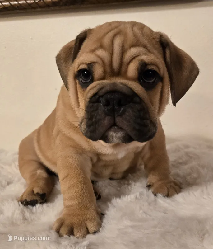 Max – English Bulldog puppy for sale in Eaton, CO