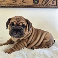 Ruby, a female English Bulldog for sale in Eaton, CO – 6 of 10