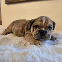 Diesel, a male English Bulldog for sale in Eaton, CO – 5 of 10