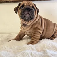 Ruby, a female English Bulldog for sale in Eaton, CO – 3 of 10