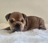 Quincy, a female English Bulldog for sale in Eaton, CO – 4 of 10