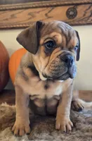 Lucky, a female English Bulldog for sale in Eaton, CO – 6 of 10