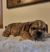 Diesel, a male English Bulldog for sale in Eaton, CO – 3 of 10