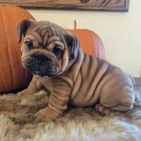 Quincy , a female English Bulldog for sale in Eaton, CO – 4 of 10