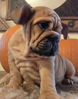 Lander, a male English Bulldog for sale in Eaton, CO – 10 of 10