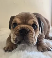 Quincy, a female English Bulldog for sale in Eaton, CO – 2 of 10