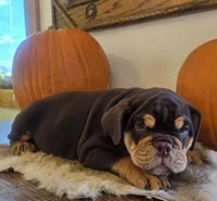Wilson, a male English Bulldog for sale in Eaton, CO – 1 of 10