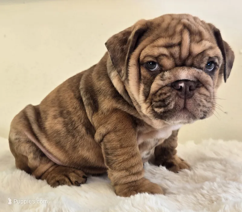 Dozer – English Bulldog puppy for sale in Eaton, CO