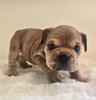 Quincy, a female English Bulldog for sale in Eaton, CO – 7 of 10