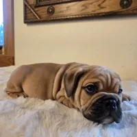 Max, a female English Bulldog for sale in Eaton, CO – 7 of 10