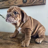 Lilly, a female English Bulldog for sale in Eaton, CO – Photo 4 of 10
