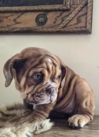 Lilly, a female English Bulldog for sale in Eaton, CO – Photo 5 of 10