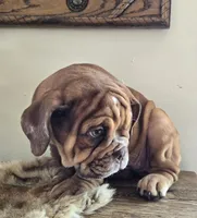 Lilly, a female English Bulldog for sale in Eaton, CO – Photo 3 of 10
