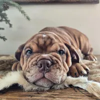 Lilly, a female English Bulldog for sale in Eaton, CO – Photo 9 of 10