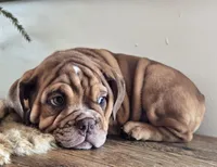 Lilly, a female English Bulldog for sale in Eaton, CO – Photo 2 of 10