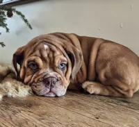 Lilly, a female English Bulldog for sale in Eaton, CO – Photo 6 of 10